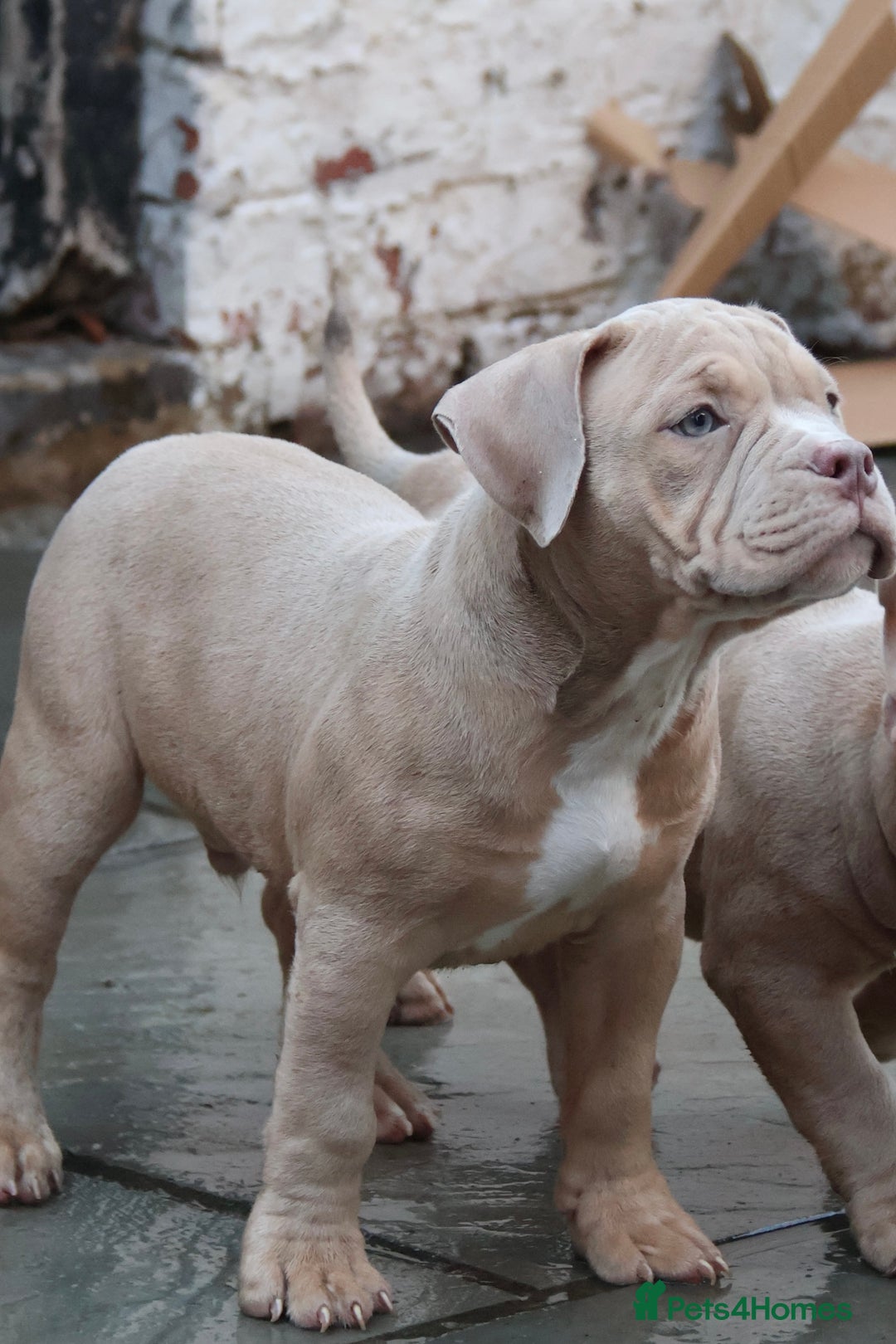 American Bully dogs for sale: Micro American bully puppies  - Advert 14