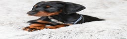 Dobermann dogs for sale: WAITLIST 2026 CEZARBLUE 5 STAR LICENSED ⭐️  - Advert 32