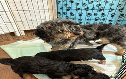 Cavapoo dogs for sale: Ruby &black n tan boys and girls  - Image 23
