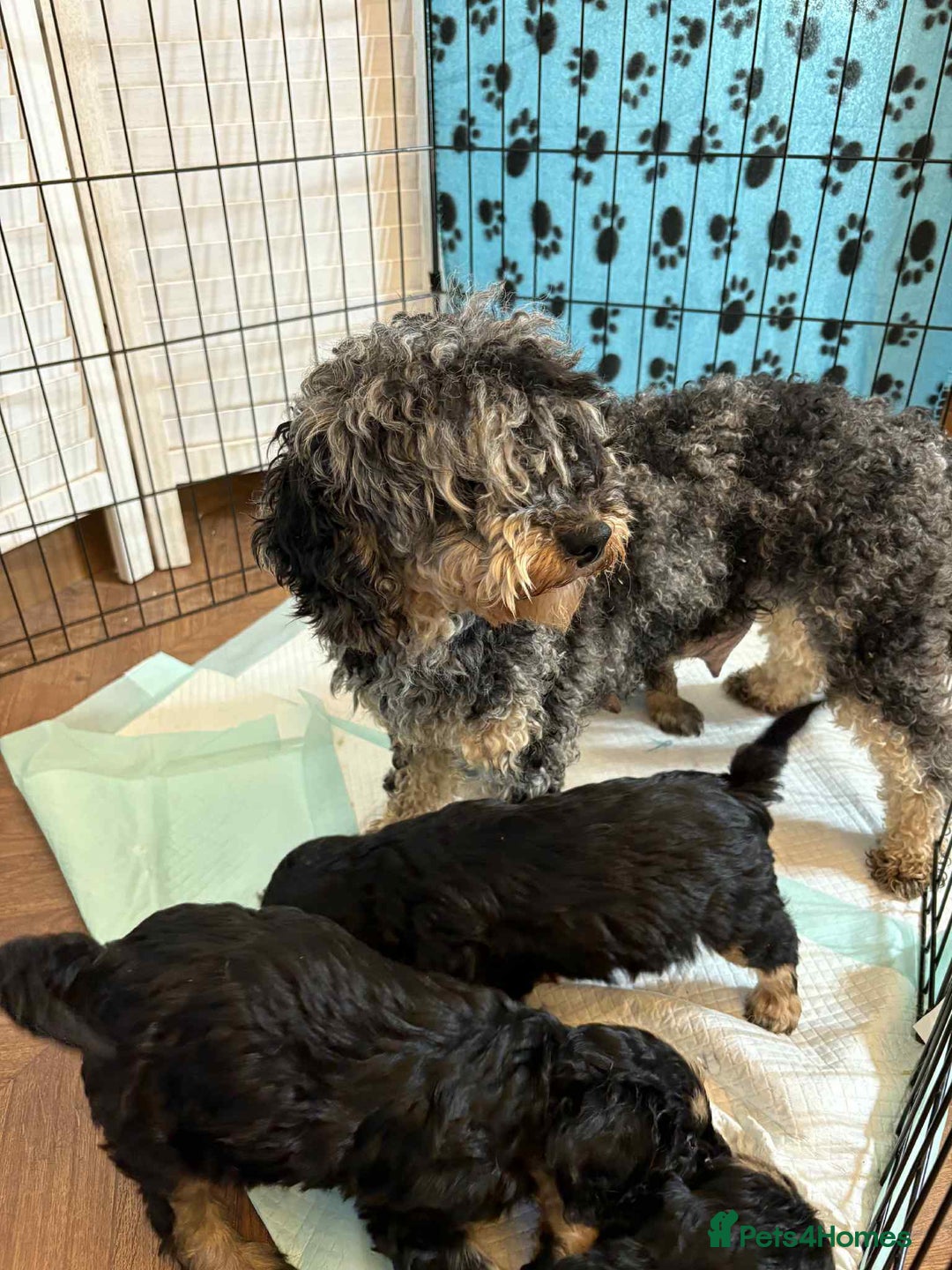 Cavapoo dogs for sale: Ruby &black n tan boys and girls  - Image 23