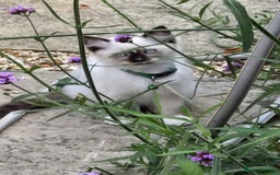 Ragdoll cats for sale: Ragdoll kittens Blue, Lilac & flame or blue/seal - Image 14
