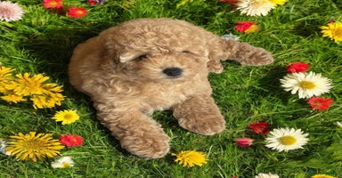 Toy Poodle dogs - Advert 5