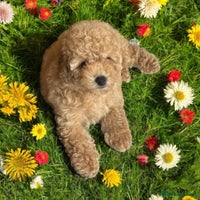 Toy Poodle dogs - Advert 5