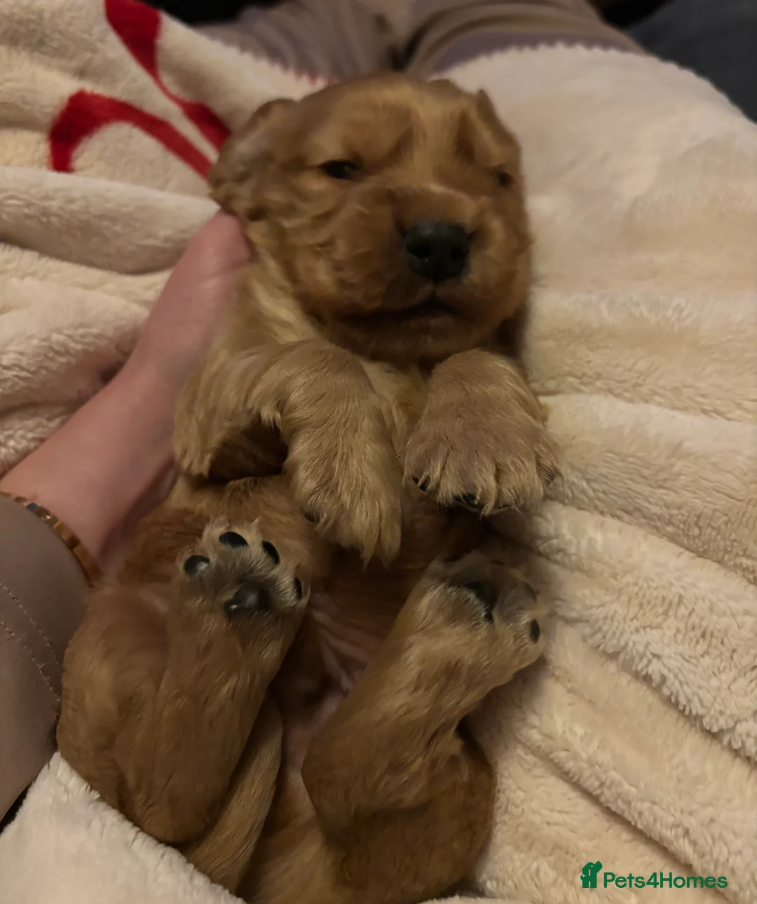 Cocker Spaniel dogs for sale: Kc register golden show cocker boy  - Advert 4