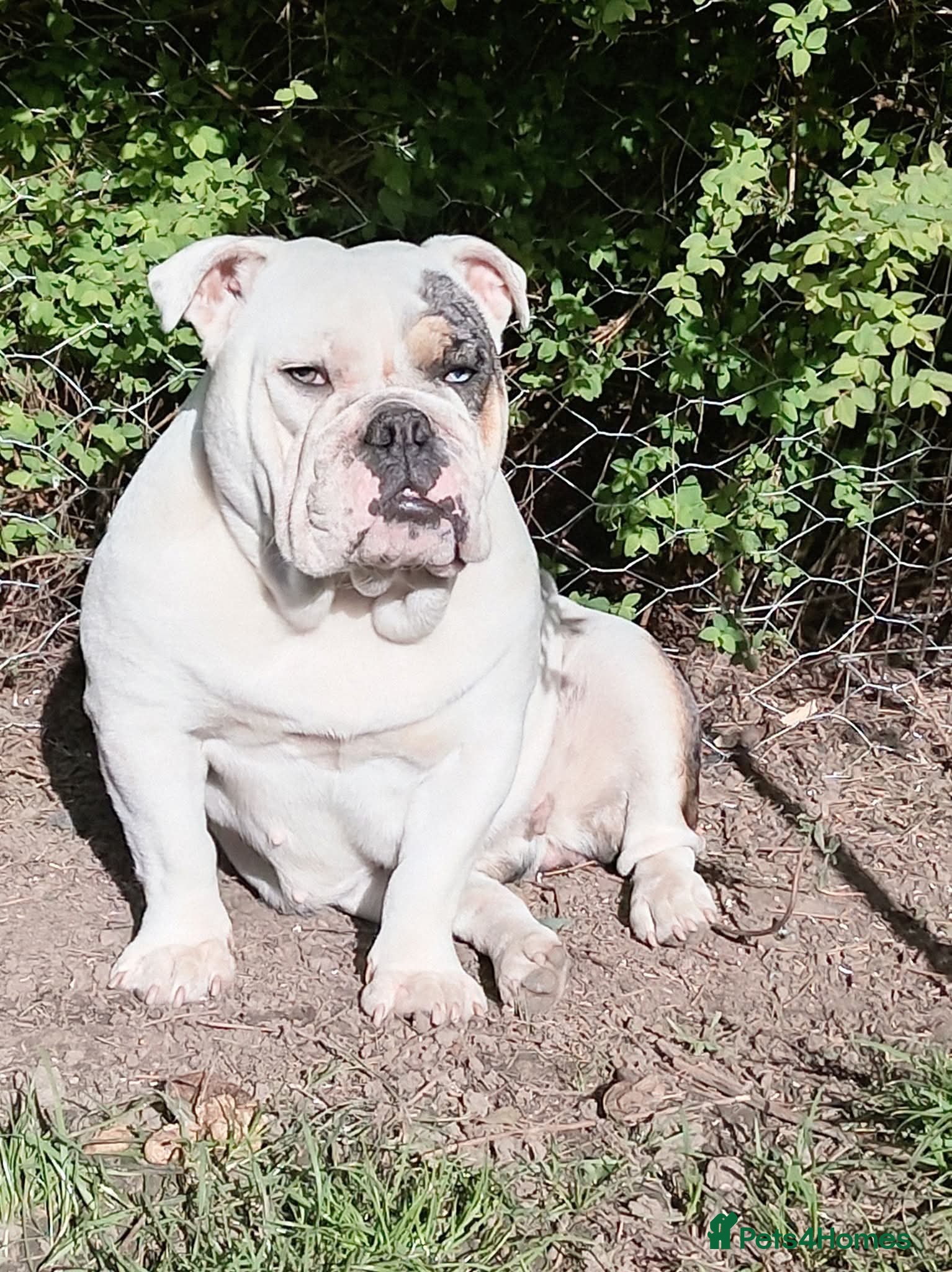 Olde English Bulldogge dogs Dotty  - Advert 1