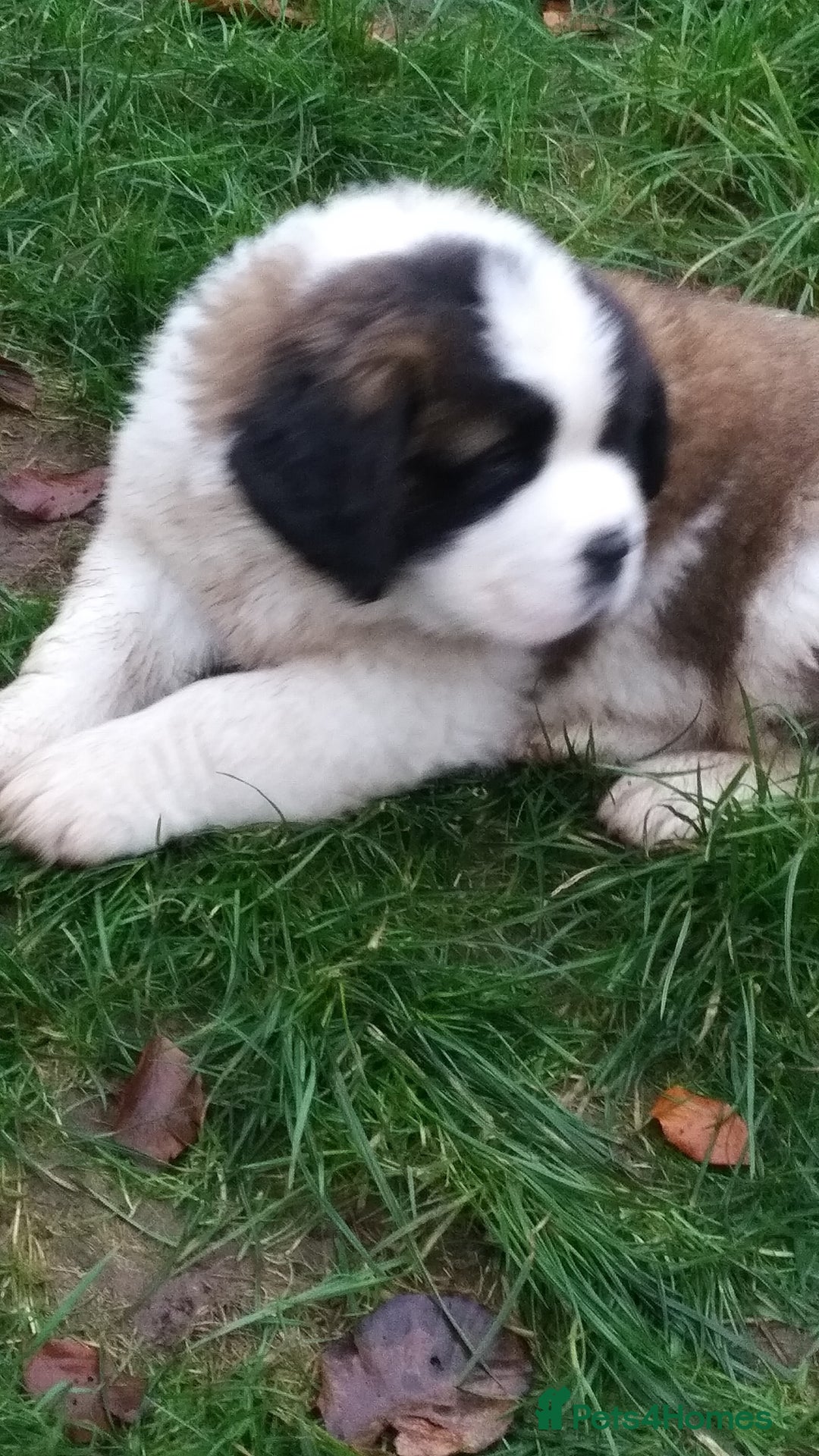 Saint Bernard dogs for sale: KC Reg Pups To Approved Homes. Health-tested line. - Advert 12