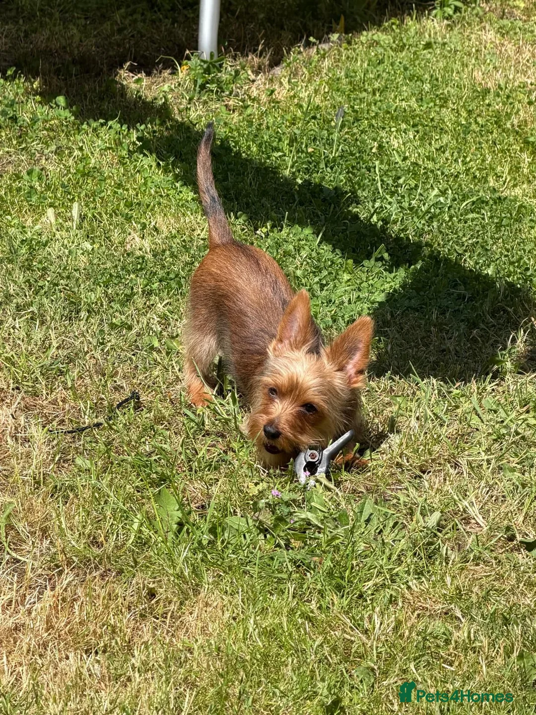 Yorkshire Terrier dogs for sale:  Yorkshire Terrier Puppy - Advert 2