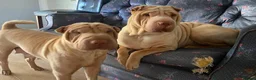 Shar Pei dogs for sale: Four Pure Shar Pei Puppies, 2 Boys & 2 Girls Ready - Advert 7