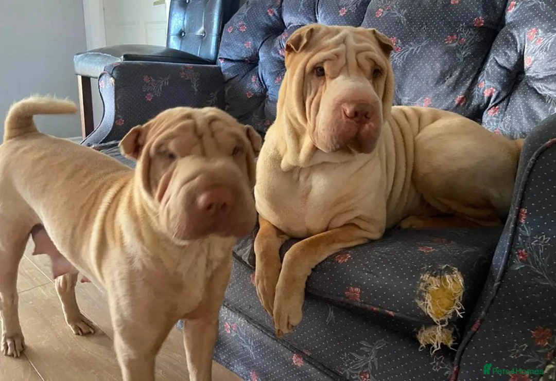 Shar Pei dogs for sale: Four Pure Shar Pei Puppies, 2 Boys & 2 Girls Ready - Advert 7