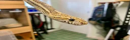 Corn Snake reptiles for sale: Adult male caramel cornsnake - Advert 6