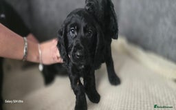 Cocker Spaniel dogs for sale: Cocker spaniel pups - Image 11