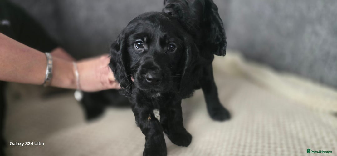Cocker Spaniel dogs for sale: Cocker spaniel pups - Image 11