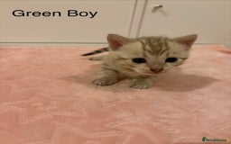 Bengal cats for sale: Pure Bengal Kittens Available  - Image 1