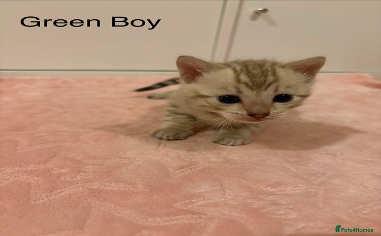 Bengal cats - Advert 1