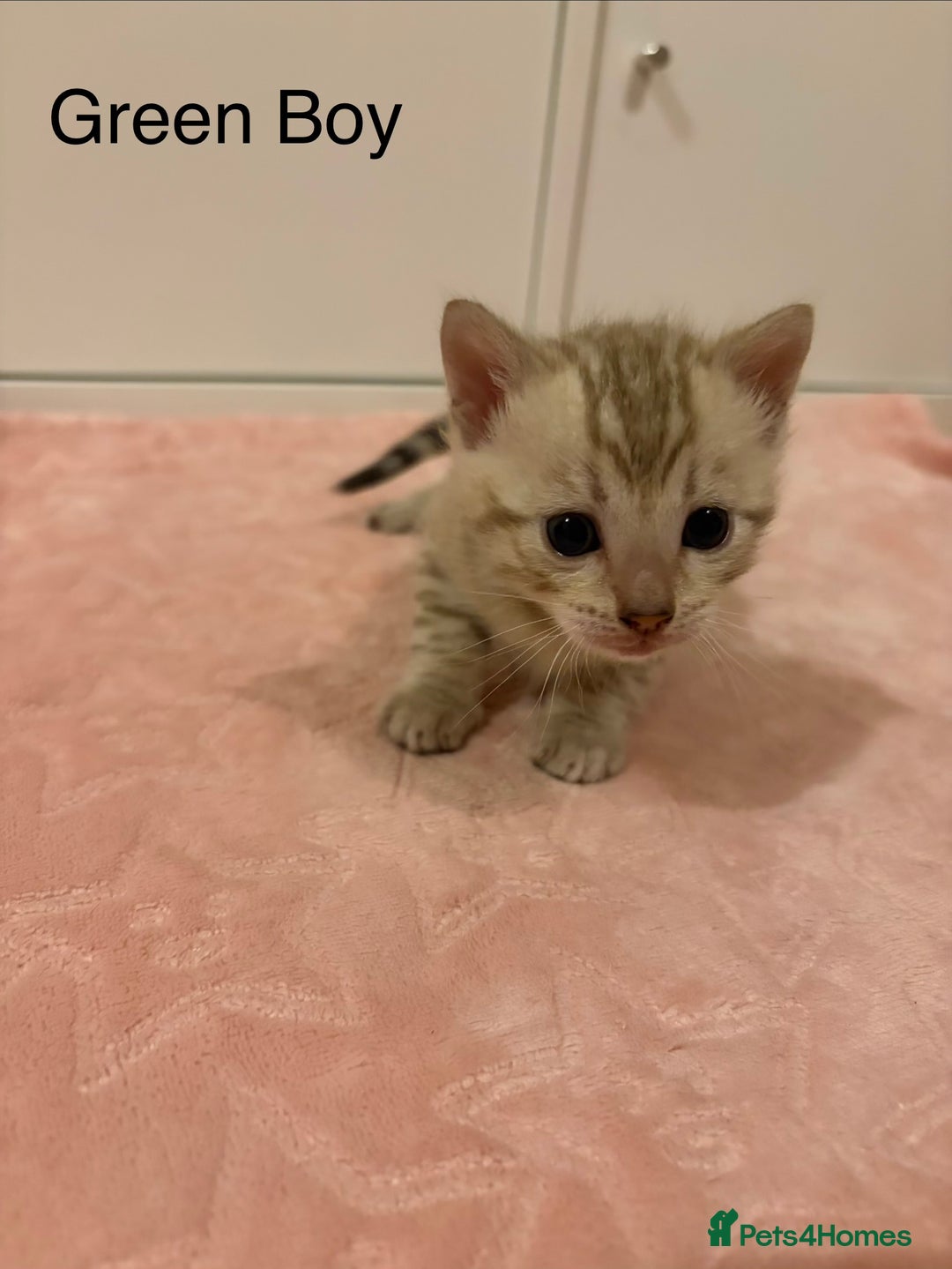 Bengal cats for sale: Pure Bengal Kittens Available  - Image 1