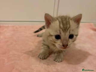 Bengal cats for sale - Advert 1