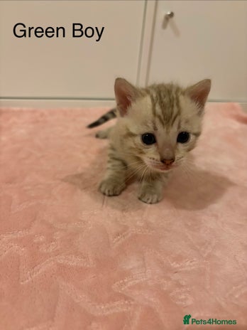 Bengal cats - Advert 1