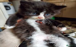 Mixed Breed cats for sale: Mixed breed kittens - Image 5
