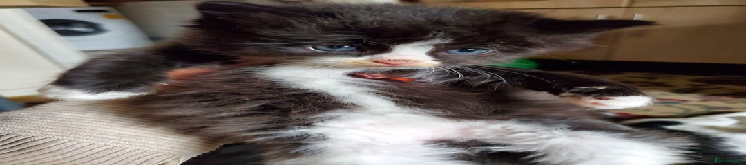 Mixed Breed Kitten 3