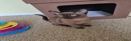 Burmese cats for sale:  Pedigree Brown Male Burmese Kitten - Advert 10