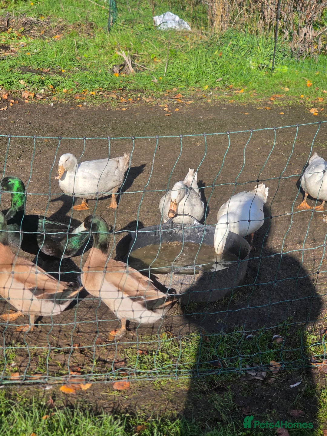 Ducks poultry for sale: Ducks - Advert 3