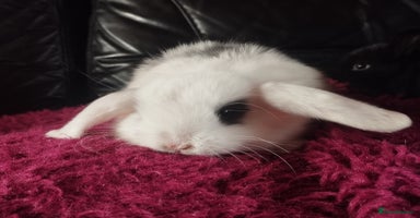 Mini Lop rabbits in Market Drayton - Advert 4