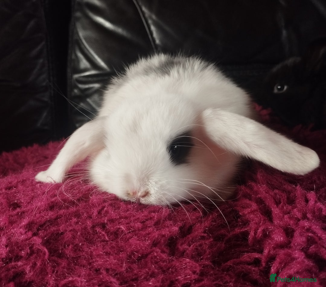 Mini Lop rabbits for sale: Last Mini lop available for deposit 🥰 in Market Drayton - Image 6