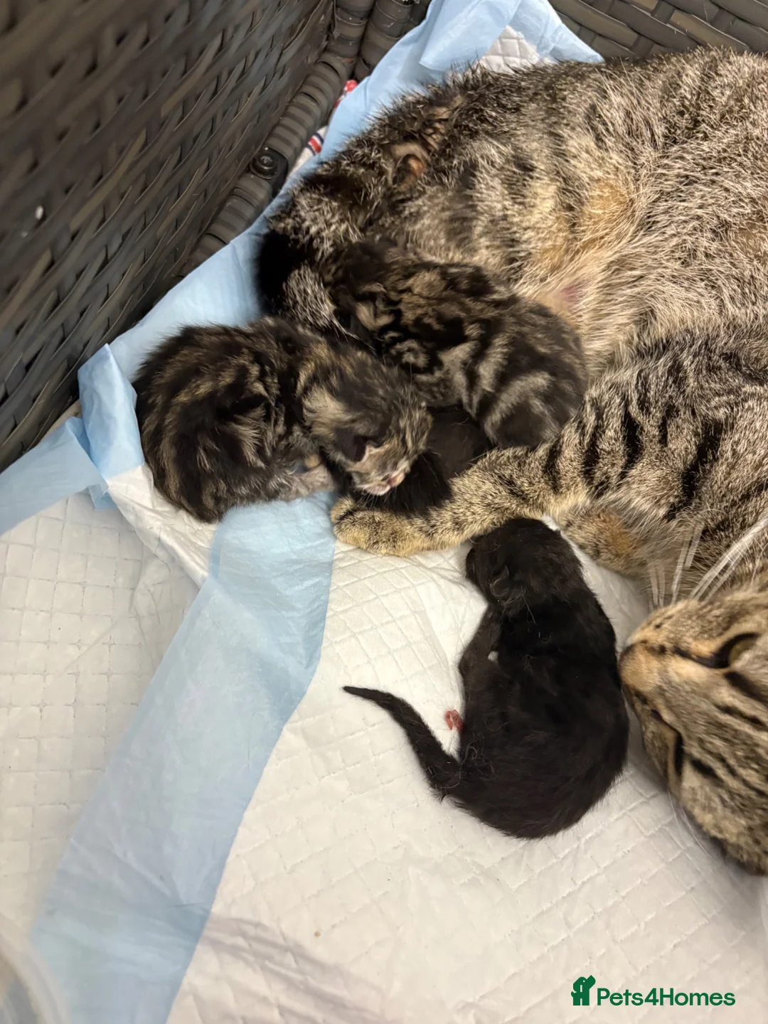 Mixed Breed cats for sale: 4 gorgeous kittens X2 tabby X2 black  - Advert 2