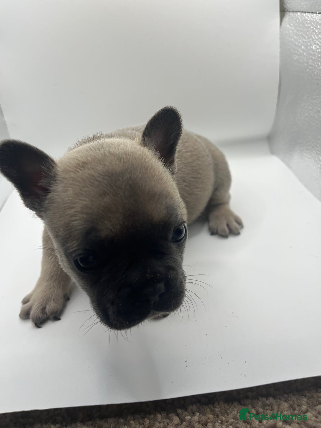 French Bulldog dogs for sale: French bulldog puppies - Advert 21