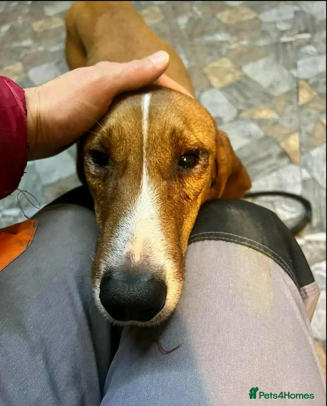 Mixed Breed dogs for adoption: Tess! - Advert 3