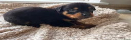 Rottweiler dogs for sale: Beautiful Rottweiler Pups  - Advert 37