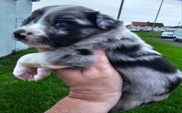 Border Collie dogs for sale: Red white border collie puppies - Advert 6