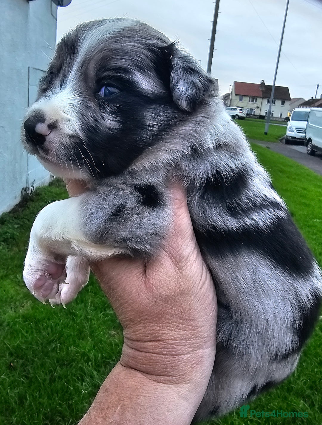 Border Collie dogs for sale: Red white border collie puppies - Advert 6