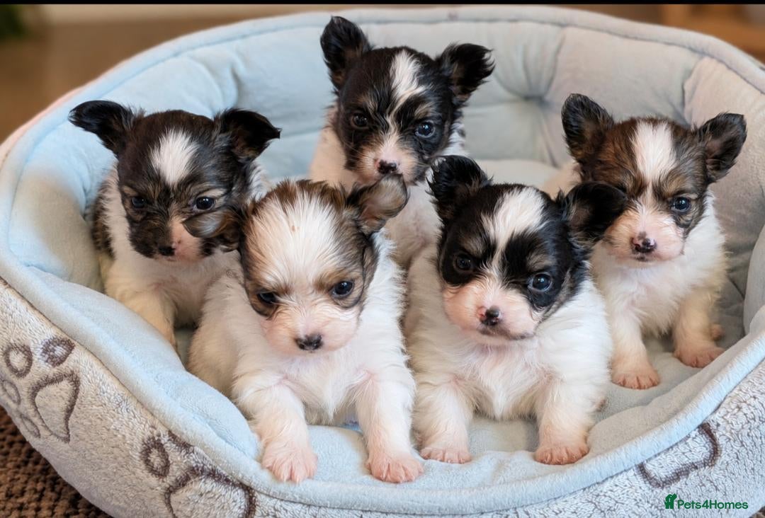Papillon dogs Quality, well bred Papillon puppies available  - Advert 1