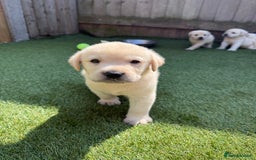 Labrador Retriever dogs for sale: ✨ Stunning chunky Labrador puppies ✨ - Image 4