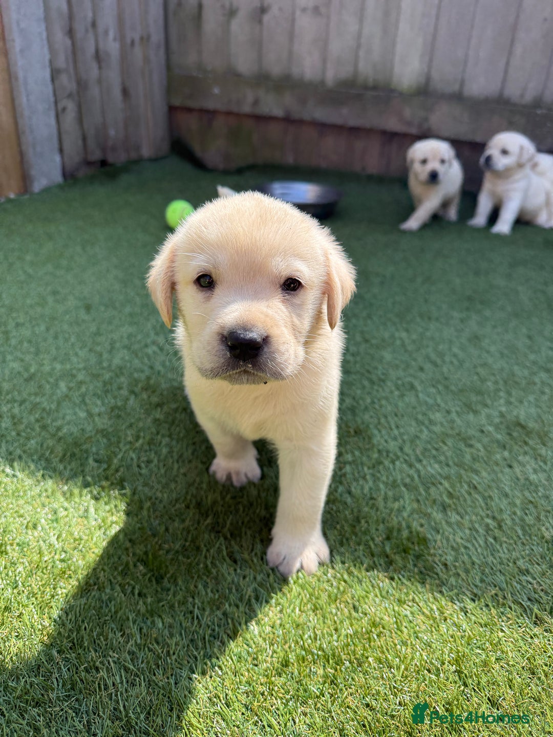 Labrador Retriever dogs for sale: ✨ Stunning chunky Labrador puppies ✨ - Image 4