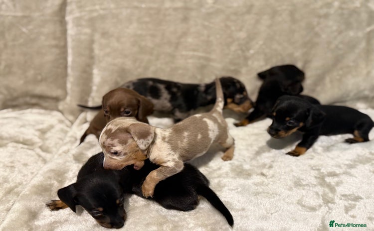Dachshund dogs - Advert 3
