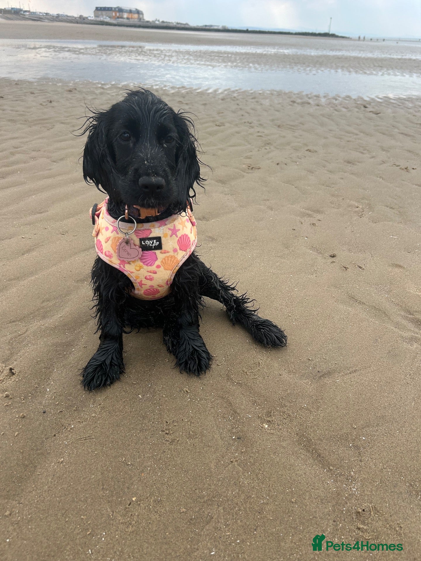 Cocker Spaniel dogs 4 month old show type cocker spaniel  - Advert 4