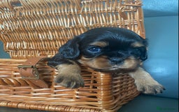 Cavalier King Charles Spaniel dogs for sale: KC, Health Tested Cavalier King Charles Spaniels  - Image 4