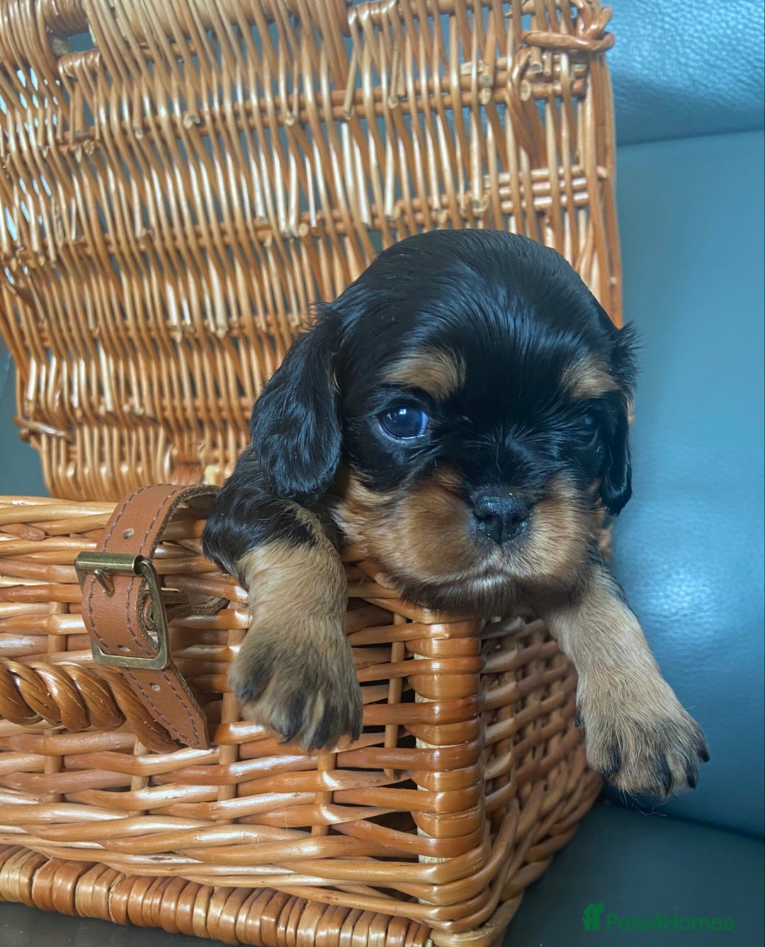 Cavalier King Charles Spaniel dogs for sale: KC, Health Tested Cavalier King Charles Spaniels  - Image 4