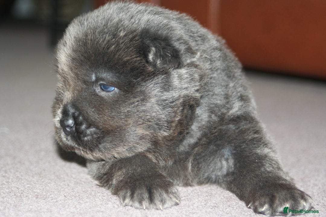 Chow Chow dogs for sale: Chow chow puppies ready to go 20th jan - Advert 5
