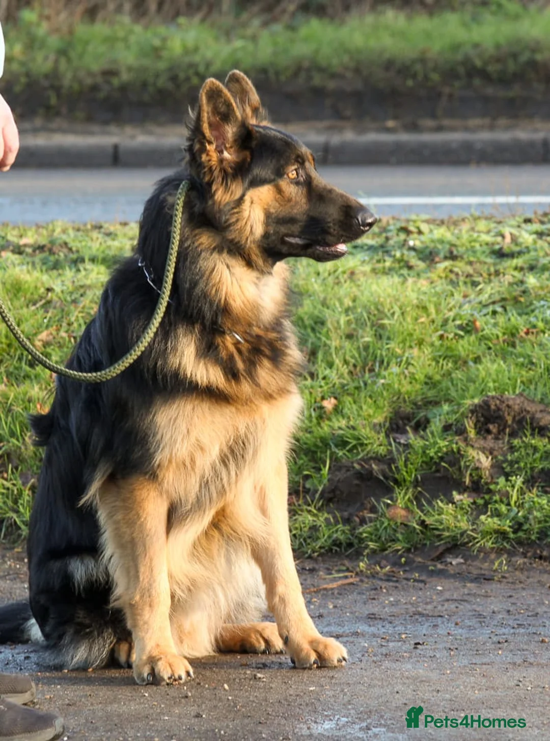 German Shepherd dogs for sale: Beautiful 11 month old Dark Sable Boy - Advert 5