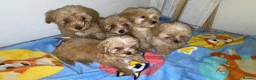 Maltipoo dogs for sale: Multipoo  - Advert 6