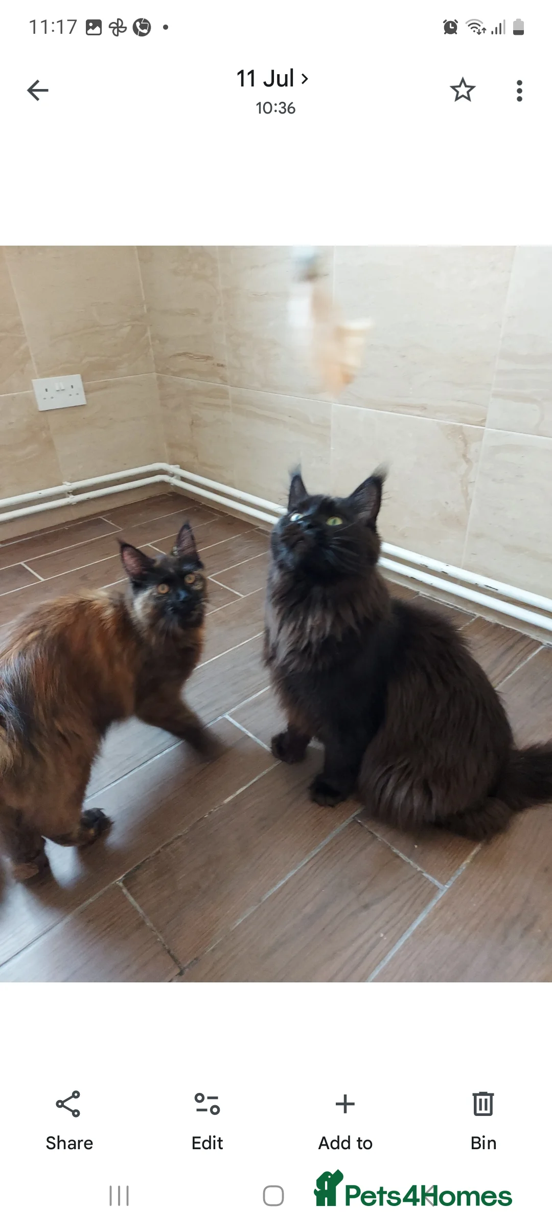 Maine Coon cats for sale: DNA TESTED MAINE COON FEMALE KITTEN !!!  - Advert 2