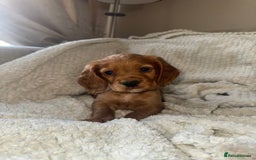 Cocker Spaniel dogs for sale: 3 Red girls looking for home  - Image 4
