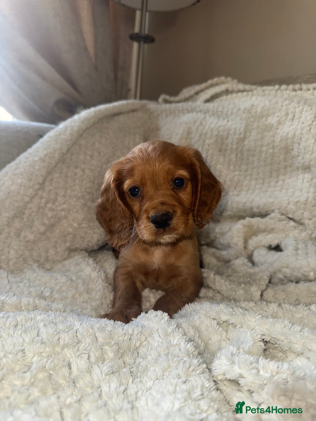 Cocker Spaniel dogs for sale: 3 Red girls looking for home  - Image 4