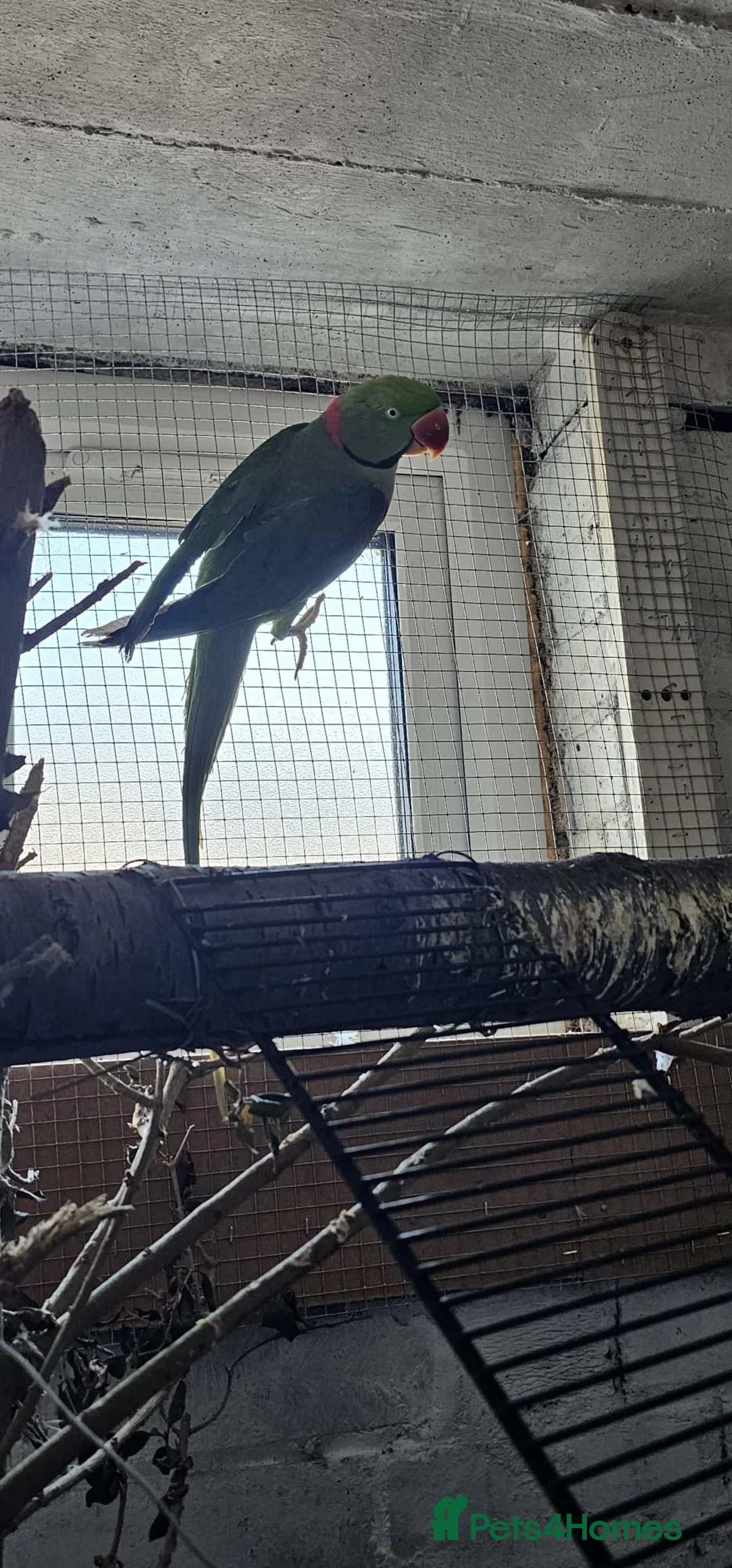 Parrots birds for sale: Alexandrine parrot breeding pair  - Advert 2