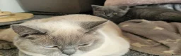 British Shorthair cats for sale: Beautiful British shorthair girl ready  - Advert 3