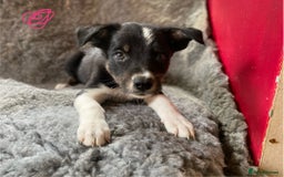 Border Collie dogs for sale: Border collies  - Image 14