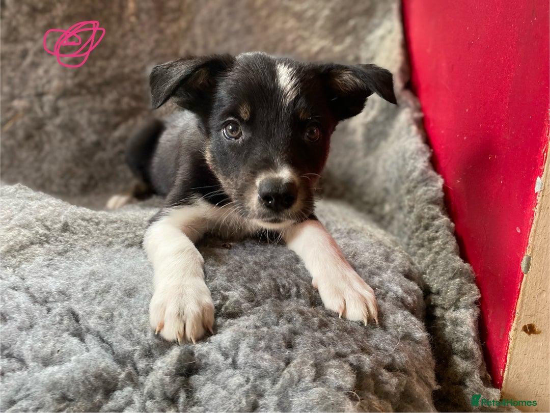 Border Collie dogs for sale: Border collies  - Image 14